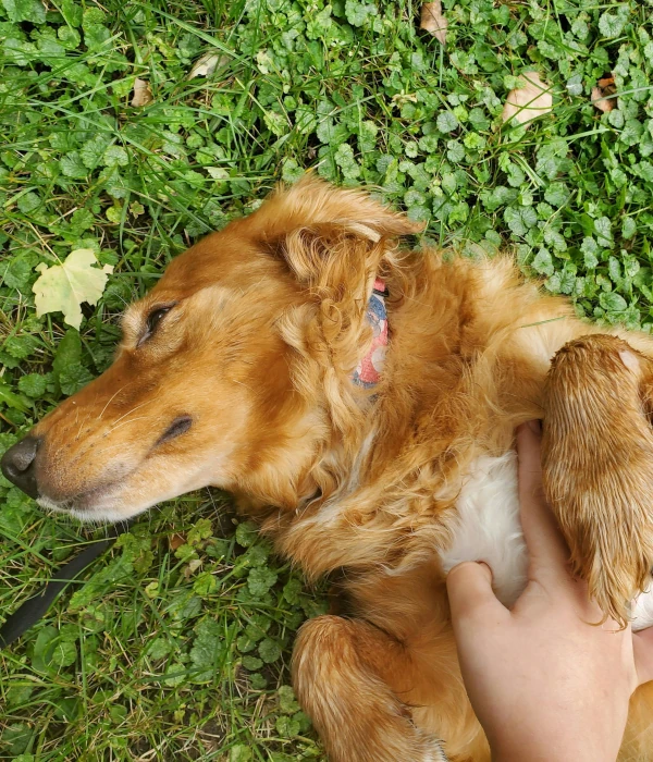 Tenencia responsable de mascotas Chile